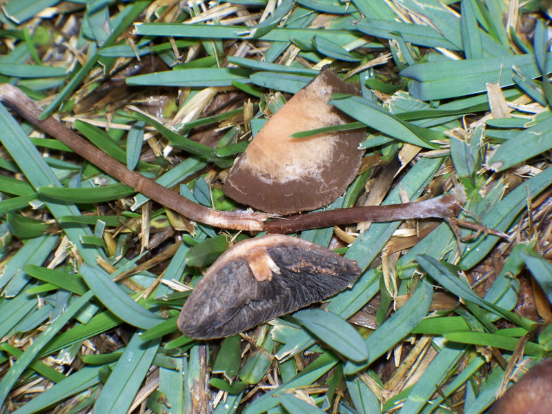 funghetti in giardino